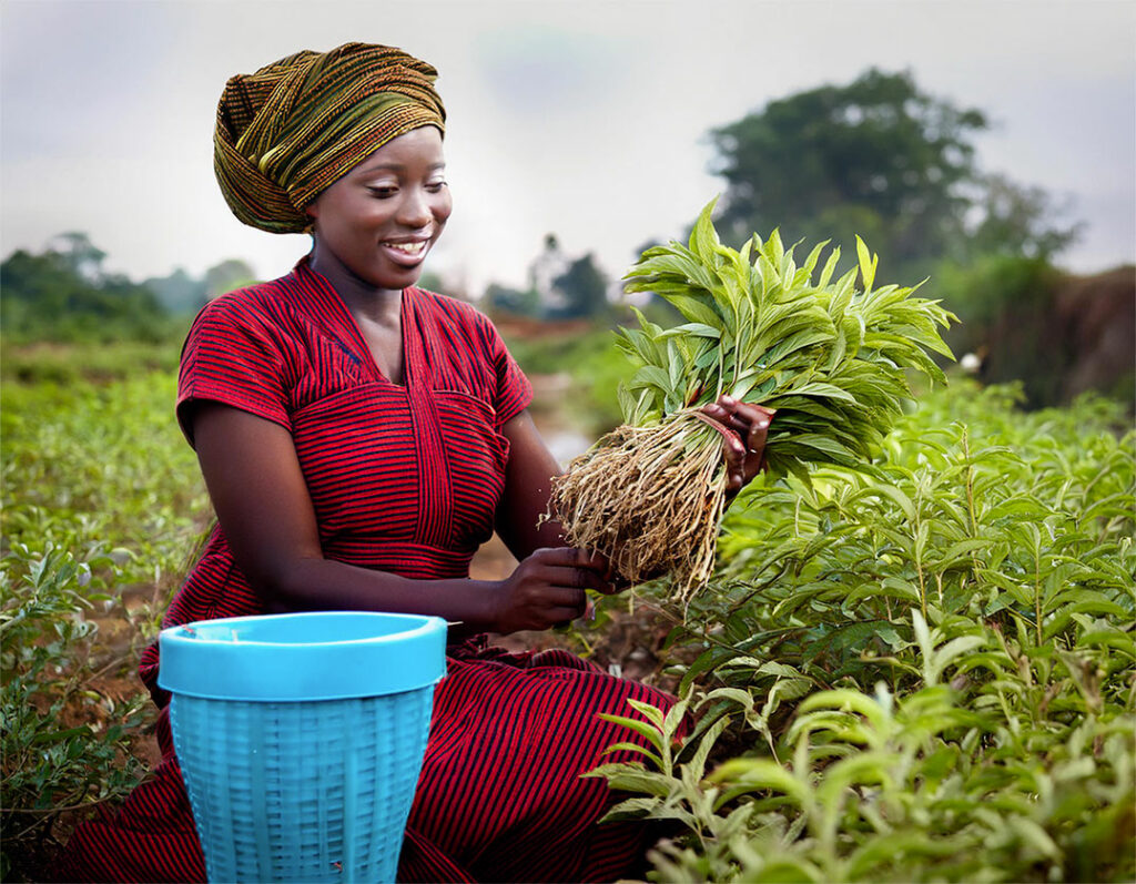 Femme souriante portant une robe rouge et un turban, récoltant des plantes vertes dans un champ, avec un panier bleu posé à côté d'elle.